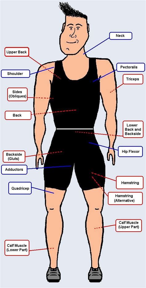 muscle en anglais